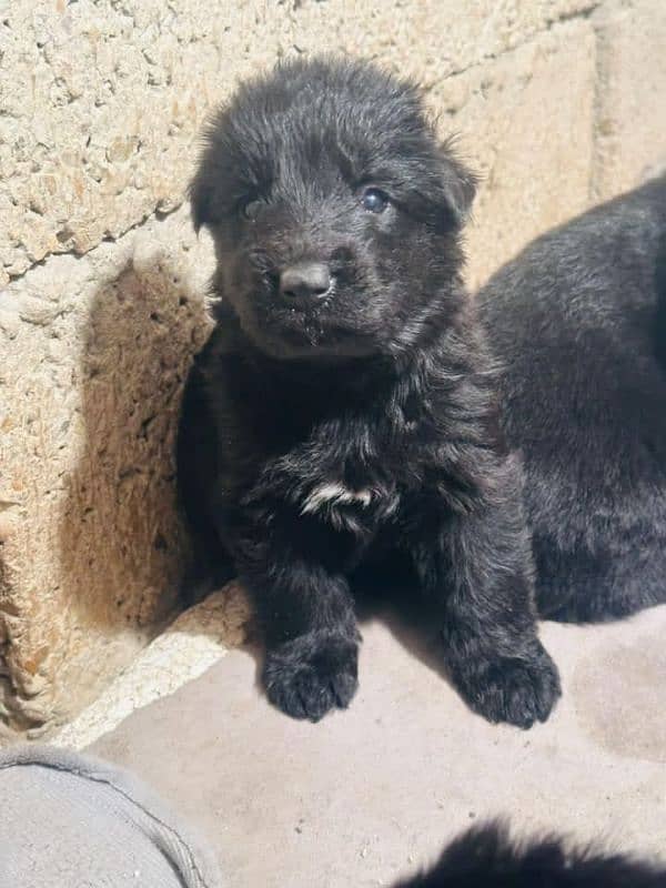 black German Shepherd puppy / GSD dog /long coat puppies / german dog 0