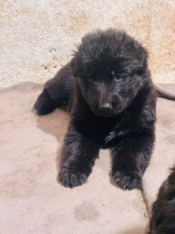 black German Shepherd puppy / GSD dog /long coat puppies / german dog 1