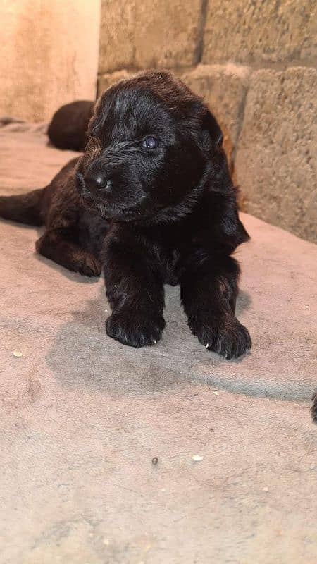 black German Shepherd puppy / GSD dog /long coat puppies / german dog 2