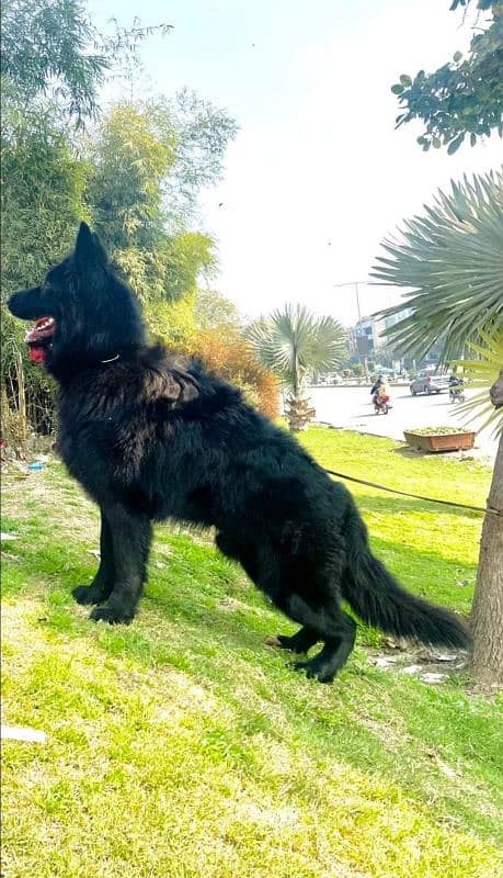 black German Shepherd puppy / GSD dog /long coat puppies / german dog 13