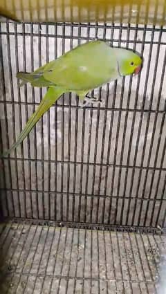 Green Parrot tame nhi hai