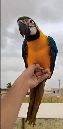 macaw tamed friendly 03156376925