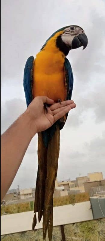 macaw tamed friendly 03156376925 1