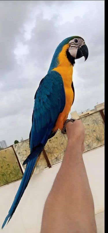 macaw tamed friendly 03156376925 2