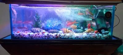 8 fishes with Beautiful Aquarium for sale urgent