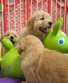 Golden Retriever Puppy