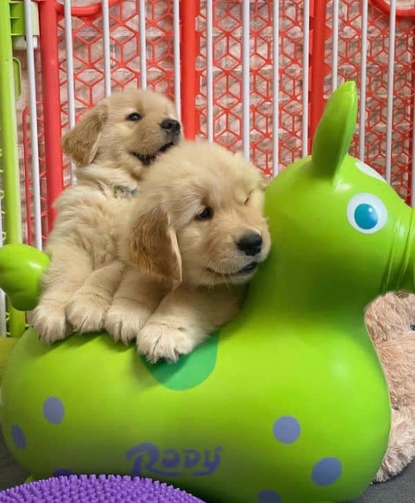 Golden Retriever Puppy 1