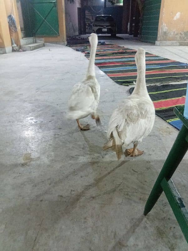 white duck pair available for sale 0