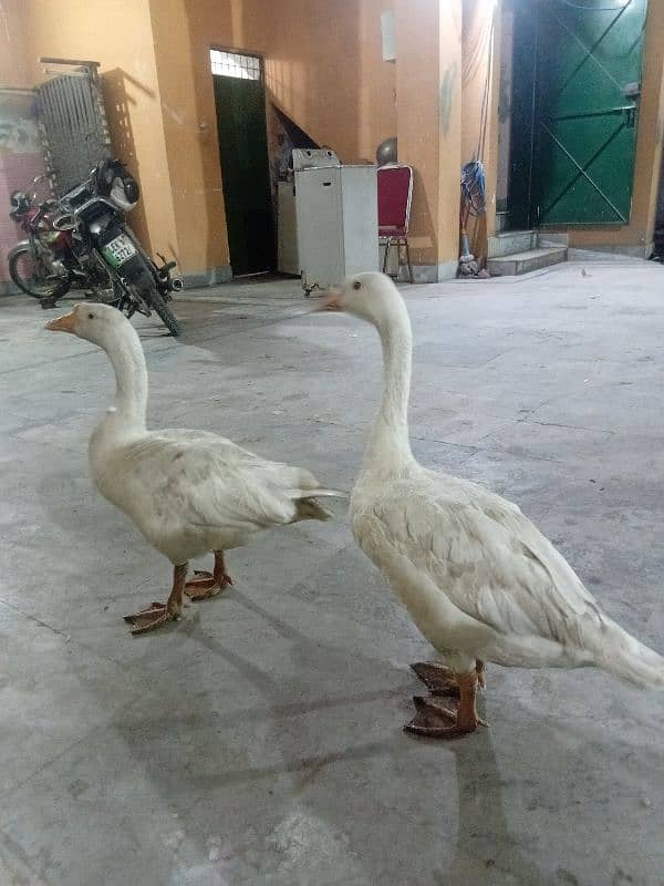 white duck pair available for sale 1