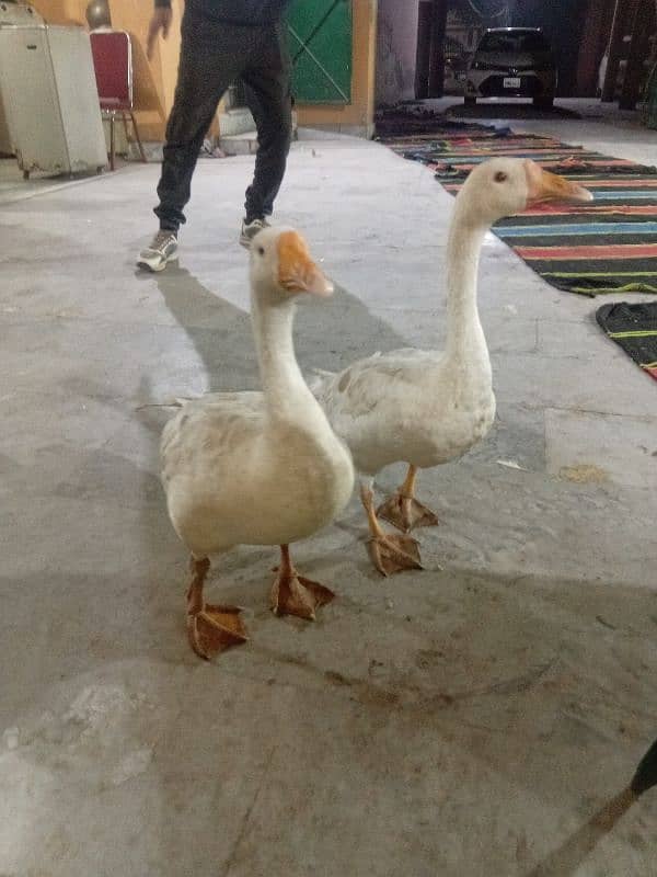 white duck pair available for sale 2