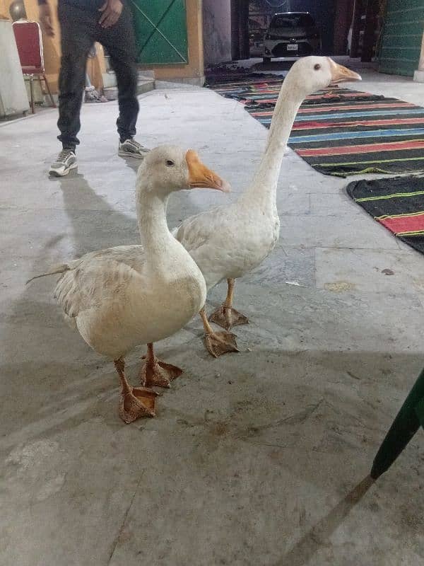 white duck pair available for sale 3