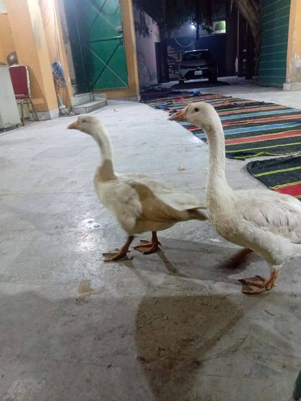 white duck pair available for sale 4