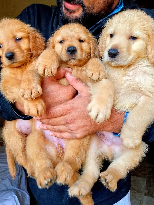 Golden Retriever Puppy 4