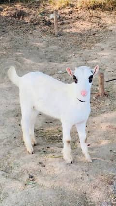 Beautiful Gulabi Tedi Female