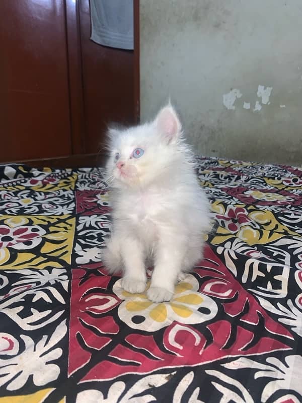 Persian Cat Triple Coat 6