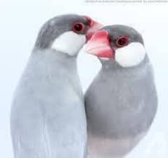 silver finch pair with one chick 1 month age 03034840497