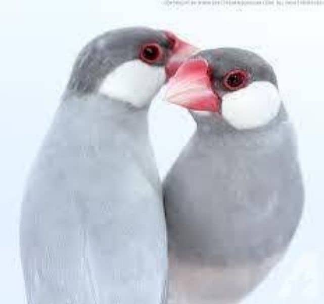 silver java finch pair with one chick 1 month age 03034840497 0