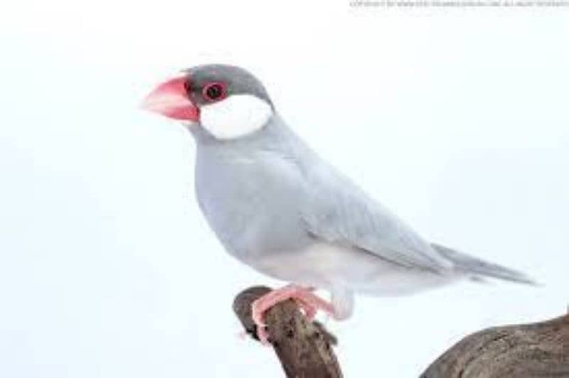 silver java finch pair with one chick 1 month age 03034840497 1