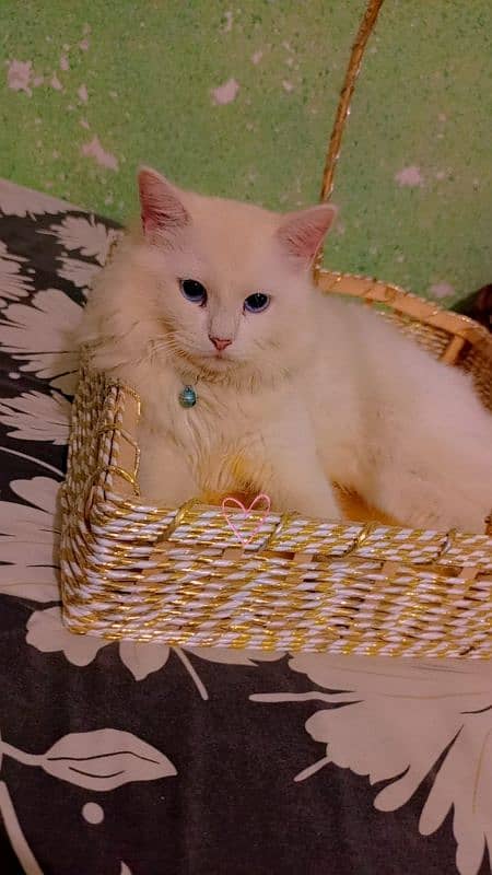 white Persian Female 2