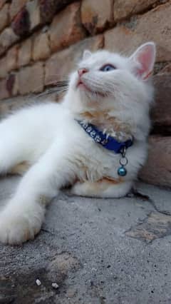 white Persian Female