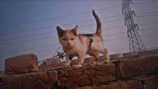 Calico persian kitten. . double coated. . 2month