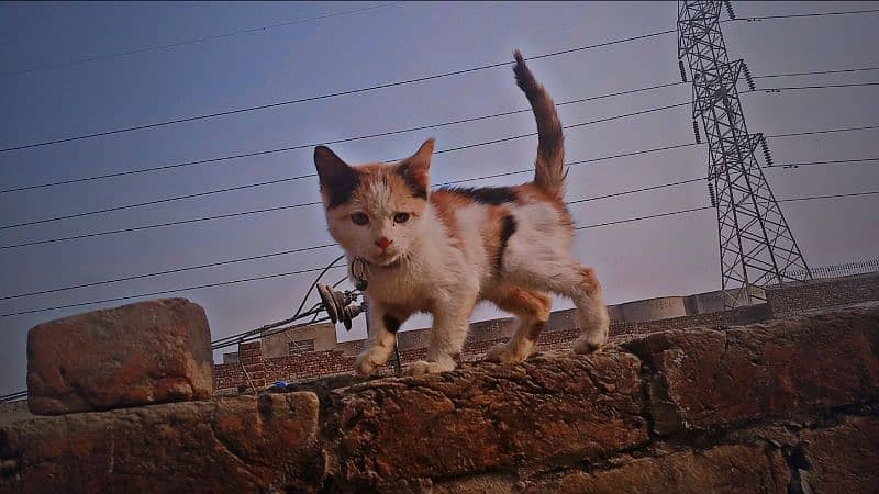 Calico persian kitten. . double coated. . 2month 0