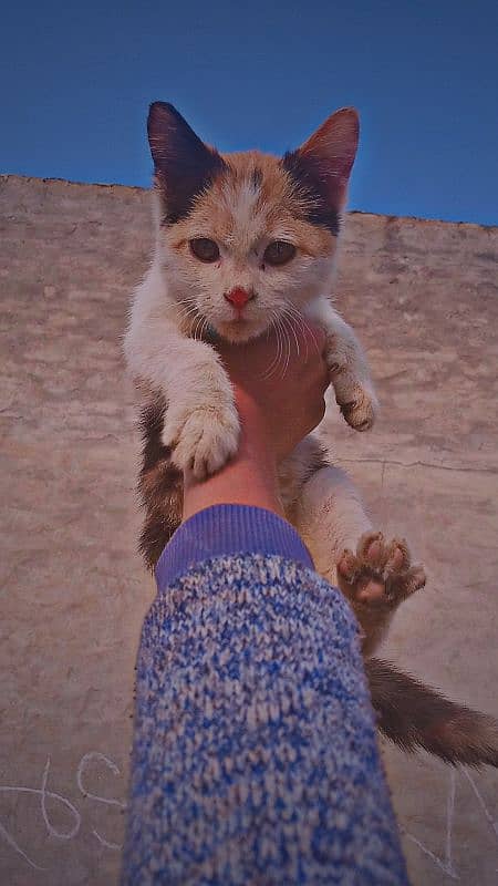 Calico persian kitten. . double coated. . 2month 2