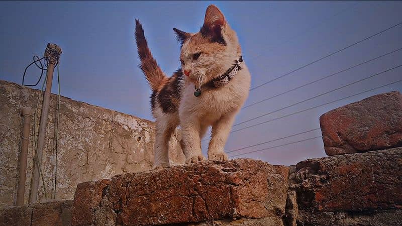 Calico persian kitten. . double coated. . 2month 4