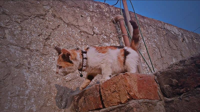 Calico persian kitten. . double coated. . 2month 6