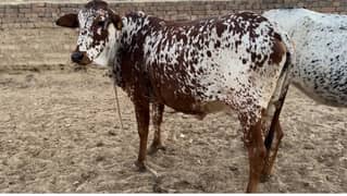 pregnant Heifers for Sale