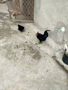 Australorp