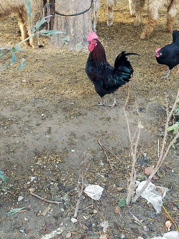 Australorp Male | Austrolop Murgha 1