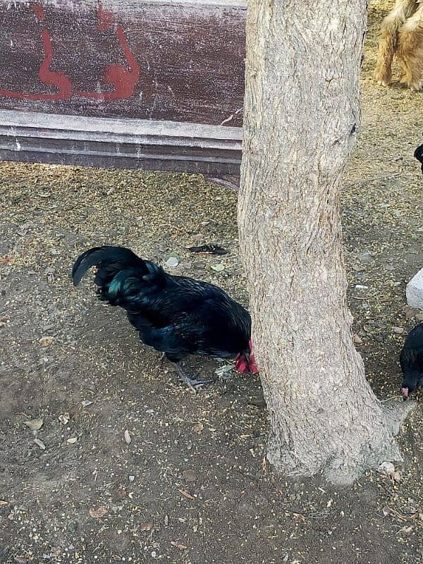 Australorp Male | Austrolop Murgha 2