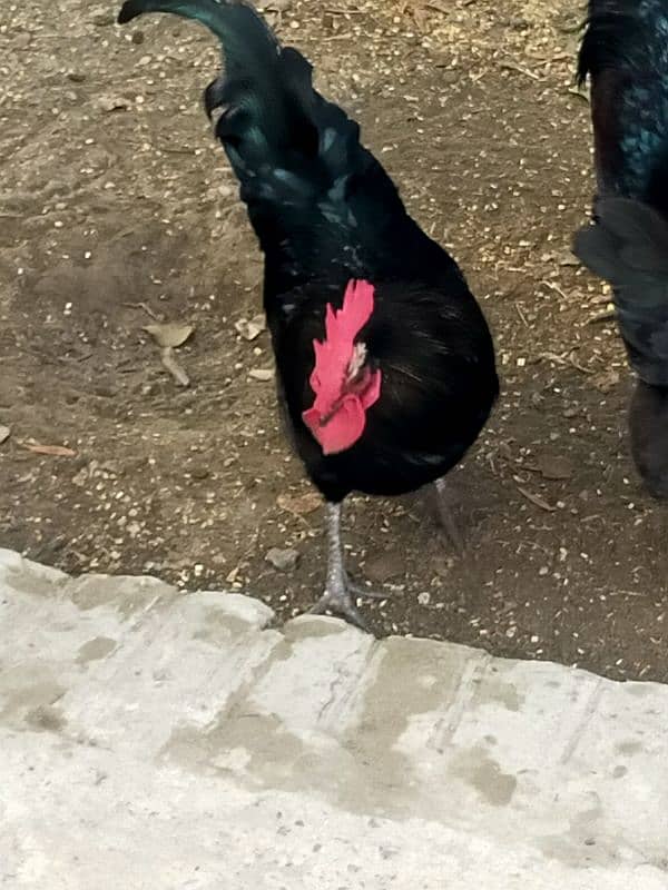 Australorp Male | Austrolop Murgha 3