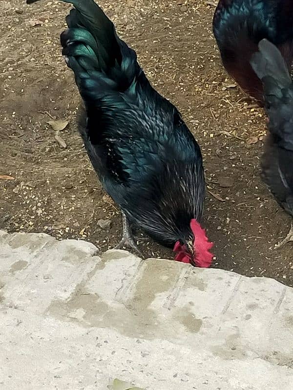 Australorp Male | Austrolop Murgha 4