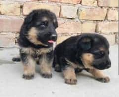 German puppies