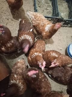 lohman brown Hen for sale urgent 03029596297