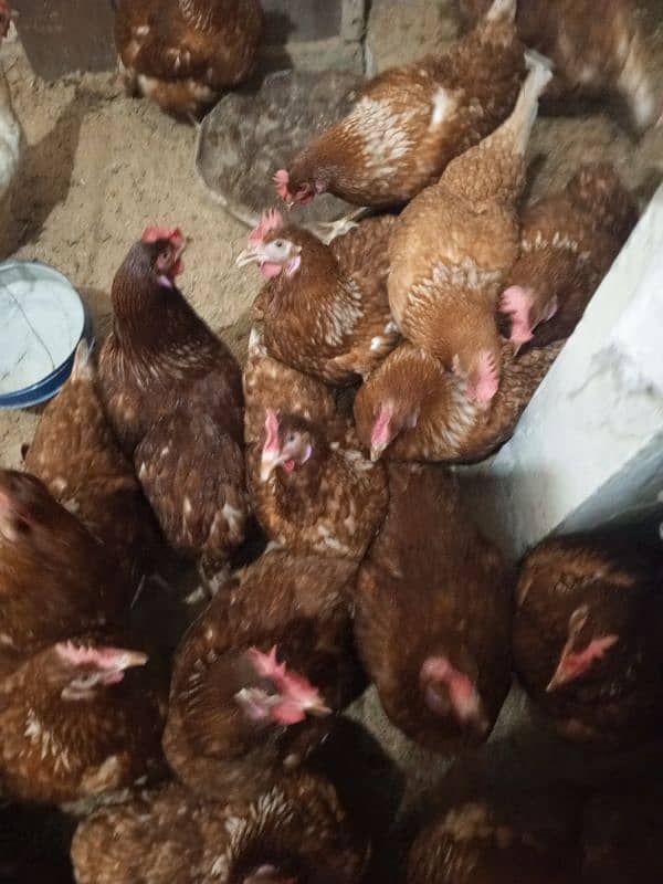 lohman brown Hen for sale urgent 03029596297 1