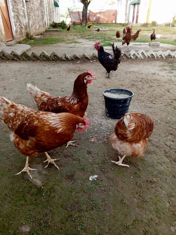 lohman brown Hen for sale urgent 03029596297 2