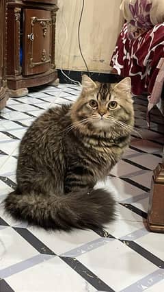 Persian cat  ( exchange possible)