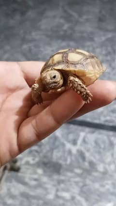 sulcata tortoise