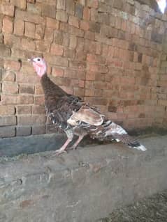 TURKEY FEMALE FORSALE OR EXCHANGE WITH DIFFERENT COLOUR