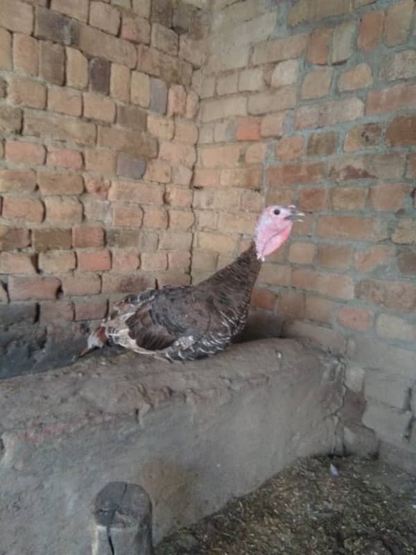 TURKEY FEMALE FORSALE OR EXCHANGE WITH DIFFERENT COLOUR 1