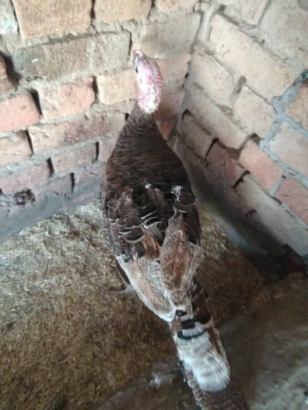 TURKEY FEMALE FORSALE OR EXCHANGE WITH DIFFERENT COLOUR 3