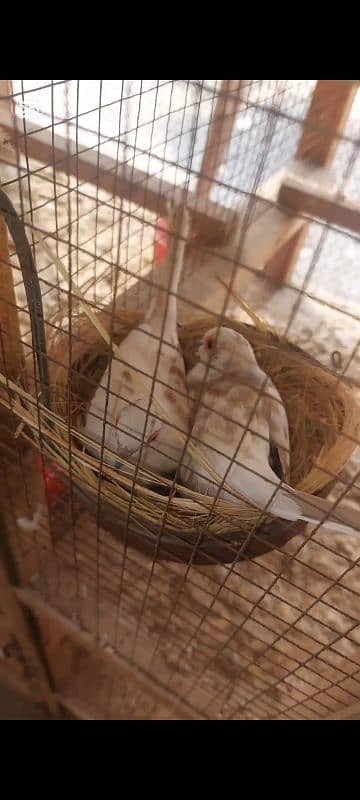 Diamond Pied,Red Pied , Blue Pied Doves 0