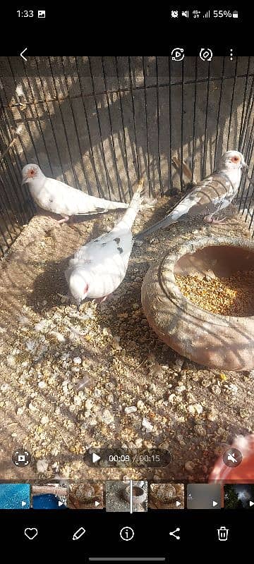 Diamond Pied,Red Pied , Blue Pied Doves 1