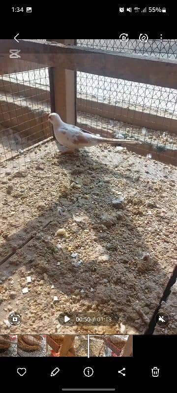 Diamond Pied,Red Pied , Blue Pied Doves 4