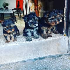 Yorkshire Terrier puppies | imparted Puppy | Yorkshire Dog | Dog