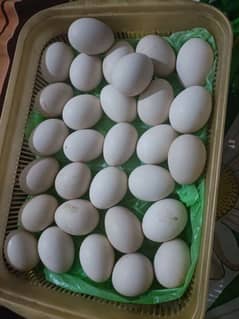 desi eggs australorp