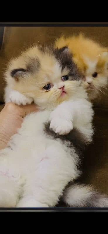 peke kitten male kitten female kitten available 0